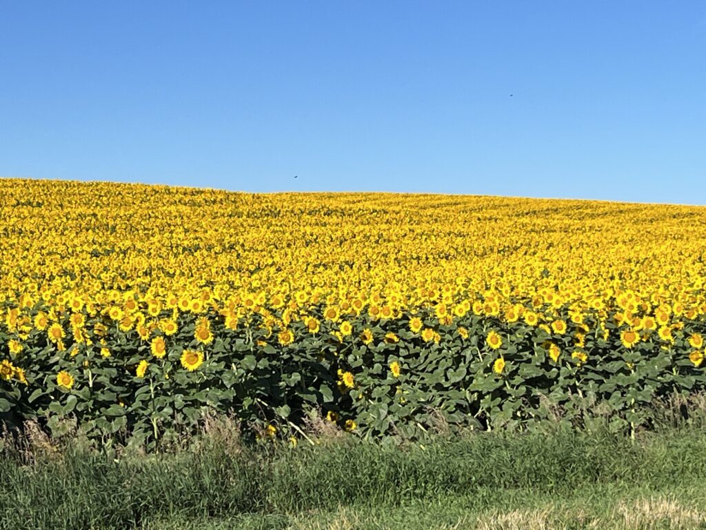 sun flowers